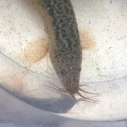 Weather Loach, photo 6