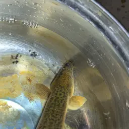 Weather Loach, photo 7