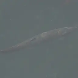 Weather Loach, photo 8