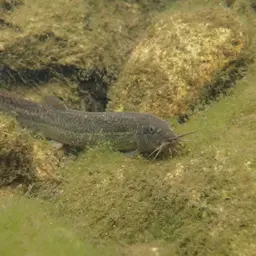 Weather Loach, photo 9