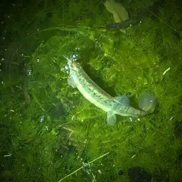 Weather Loach, photo 10