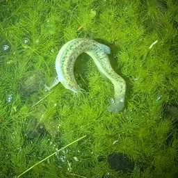 Weather Loach, photo 11