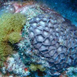 Larger Star Coral, photo 1