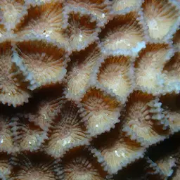 Larger Star Coral, photo 2