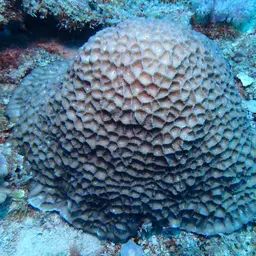 Larger Star Coral, photo 3