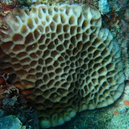 Larger Star Coral, photo 4
