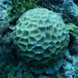 Larger Star Coral, photo 5