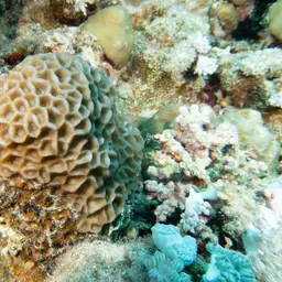 Larger Star Coral, photo 6