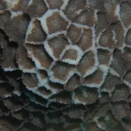 Larger Star Coral, photo 7