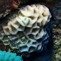 Larger Star Coral, photo 8