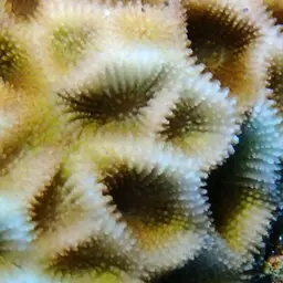 Larger Star Coral, photo 9