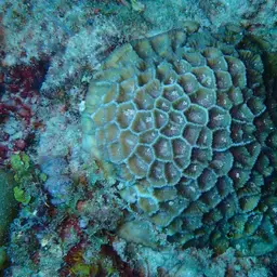 Larger Star Coral, photo 10