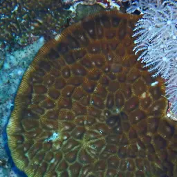 Larger Star Coral, photo 11