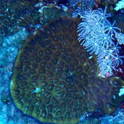 Larger Star Coral, photo 12