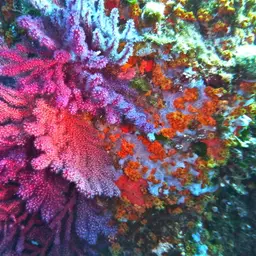 Chameleon Sea Fan