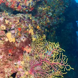 Chameleon Sea Fan, photo 3