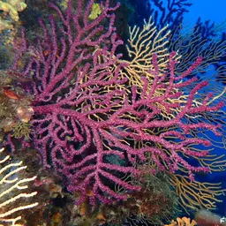 Chameleon Sea Fan, photo 4