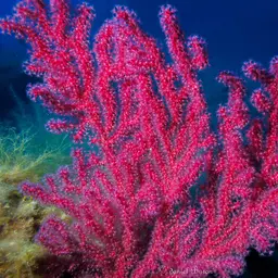 Chameleon Sea Fan, photo 6