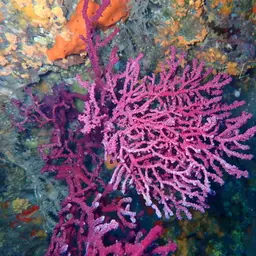 Chameleon Sea Fan, photo 7