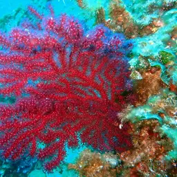 Chameleon Sea Fan, photo 8