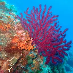 Chameleon Sea Fan, photo 9