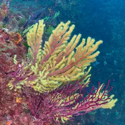 Chameleon Sea Fan, photo 10