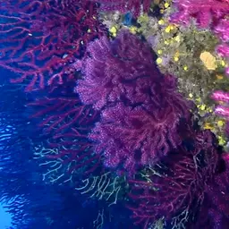 Chameleon Sea Fan, photo 11
