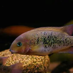 Sarabia Cichlid, photo 1