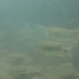 Sarabia Cichlid, photo 2