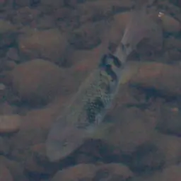 Sarabia Cichlid, photo 3