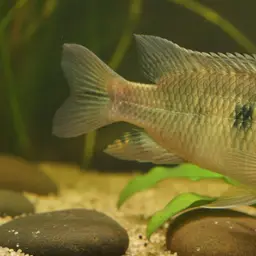 Sarabia Cichlid, photo 4