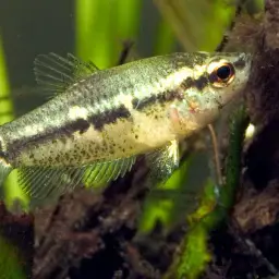 Mini Chocolate Gourami, photo 1