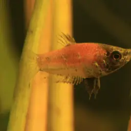 Mini Chocolate Gourami, photo 2