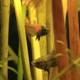 Mini Chocolate Gourami, photo 3