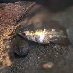 Mini Chocolate Gourami, photo 4