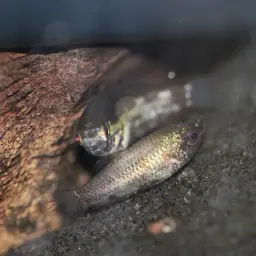 Mini Chocolate Gourami, photo 5