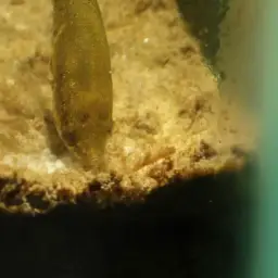 Mini Chocolate Gourami, photo 6