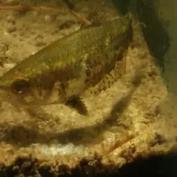Mini Chocolate Gourami, photo 7
