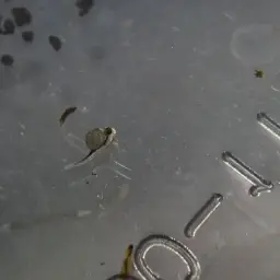 Mini Chocolate Gourami, photo 9