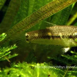Mini Chocolate Gourami, photo 10