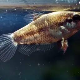 Mini Chocolate Gourami, photo 11