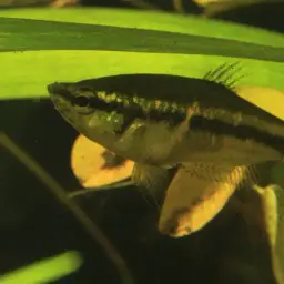 Mini Chocolate Gourami, photo 12