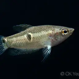 Burmese Chocolate Gourami, photo 2