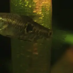 Burmese Chocolate Gourami, photo 3
