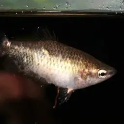Burmese Chocolate Gourami, photo 4