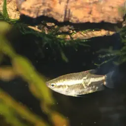 Burmese Chocolate Gourami, photo 5