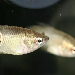 Burmese Chocolate Gourami, photo 7