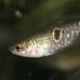 Burmese Chocolate Gourami, photo 8