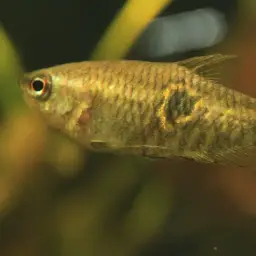 Burmese Chocolate Gourami, photo 9