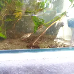 Burmese Chocolate Gourami, photo 10